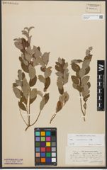 Foto von Salix starkeana Willd.